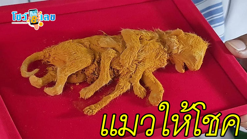 แมวให้โชค-"Lucky cat"
