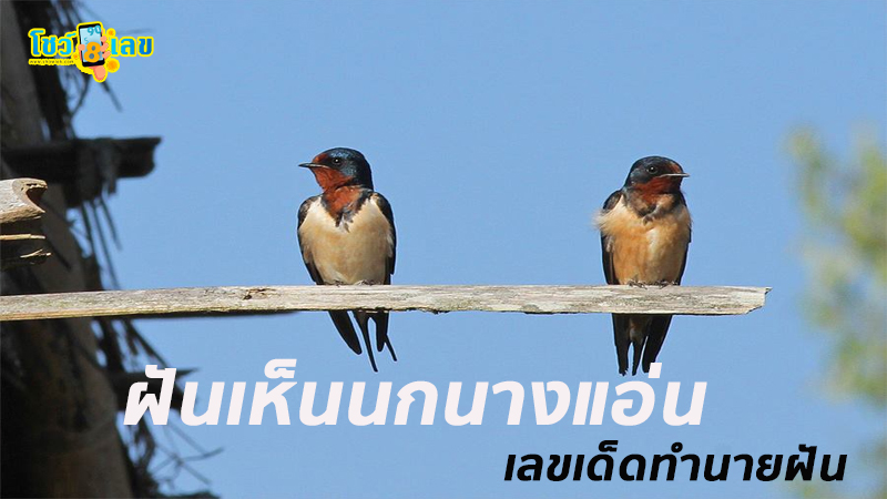 เลขเด็ด ฝันเห็นนกนางแอ่น-"Lucky number dream of seeing a swallow"