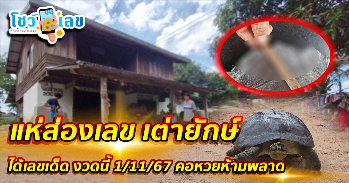 ฮือฮาวันหวยออก แห่ส่องเลข เต่ายักษ์ กระดองเด่นชัดคล้าย “พระสมเด็จ” ได้เลขเด็ด งวดนี้ 1/11/67 คอหวยห้ามพลาด เด็ดขาด!!