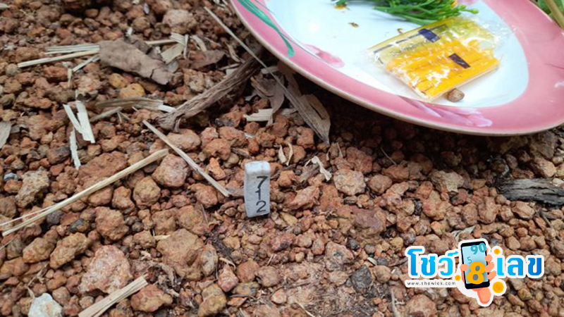 เลขเด็ดต้นกล้วยแปลก-"Strange banana tree lucky number"