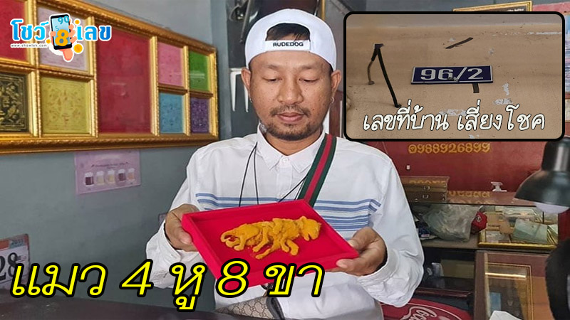 แมวคลอดลูกมี 4 หู 8 ขา-"Cat gives birth to 4 ears and 8 legs"
