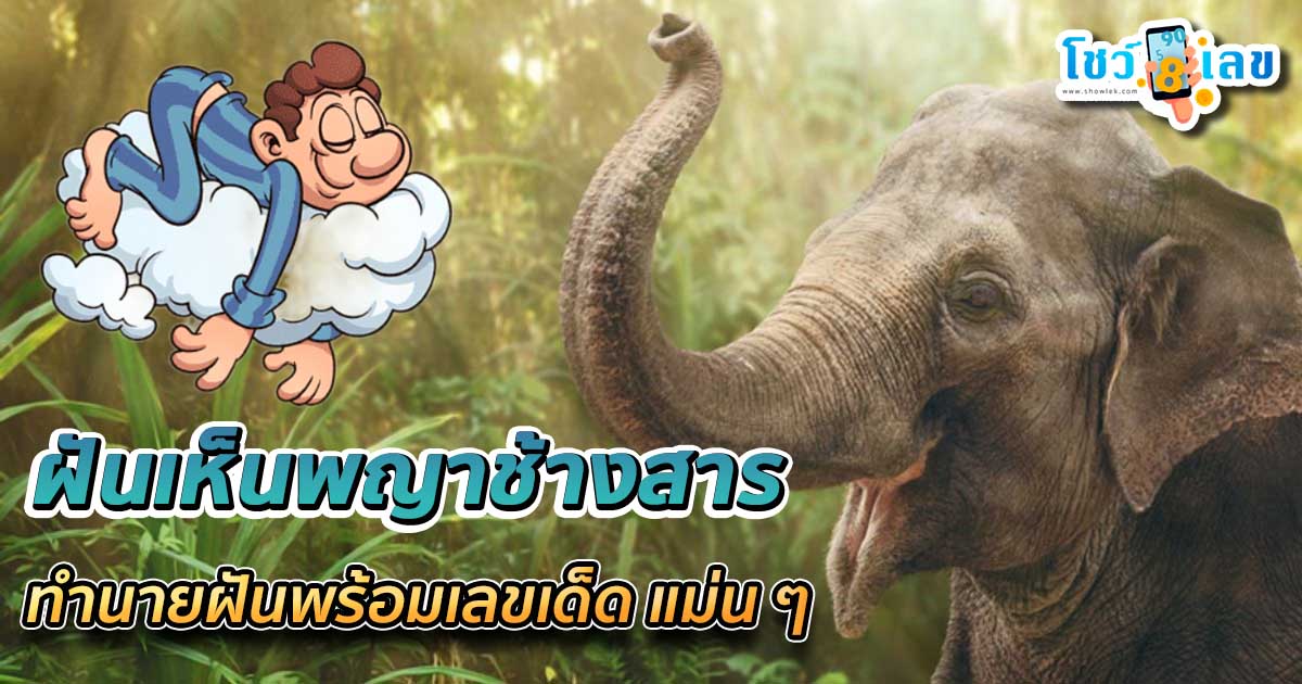 เปิดคำทำนาย ฝันเห็นพญาช้างสาร ฝันเห็นช้างตัวใหญ่ พร้อมเลขเด็ด แม่น ๆ คอหวยห้ามพลาด เช็กฟรี!!!