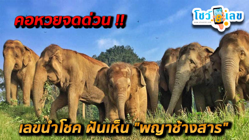 ฝันเห็นช้าง ถูกหวย-"Dreaming of seeing an elephant, winning the lottery"