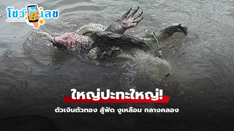 ศึกตัวเงินตัวทองสู้งูเหลือม-"Cross-species battle! The bad guy meets the python."