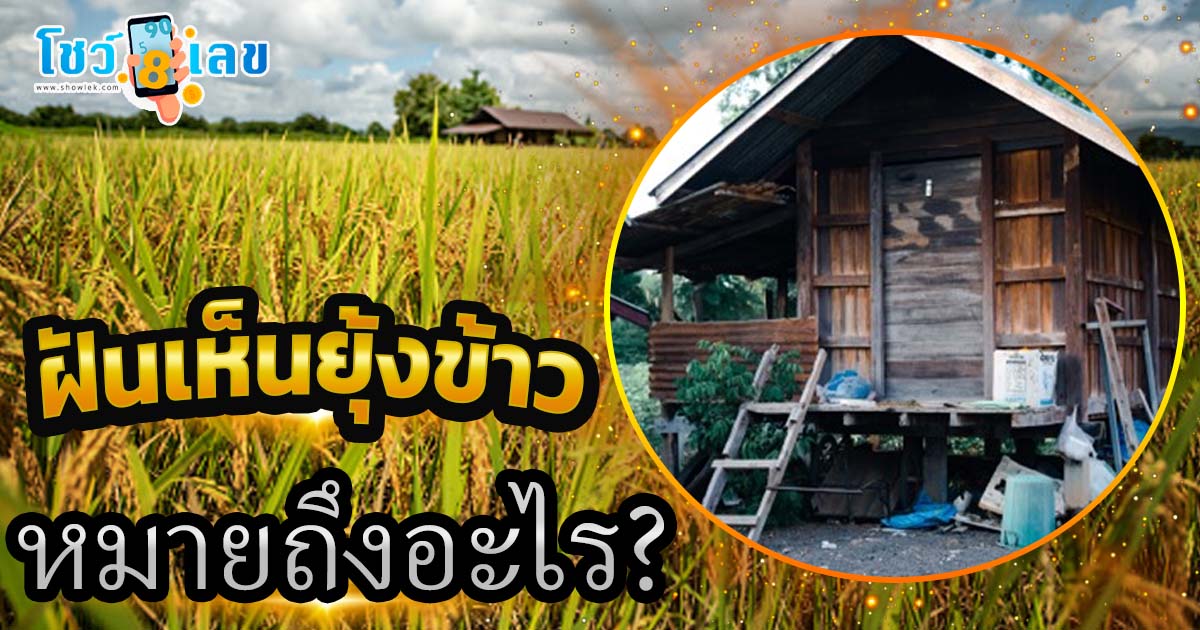 ฝันเห็นยุ้งข้าว หมายถึงอะไร? เลขเด็ดนำโชค พร้อมคำทำนายแม่นๆ ห้ามพลาดเด็ดขาด !!