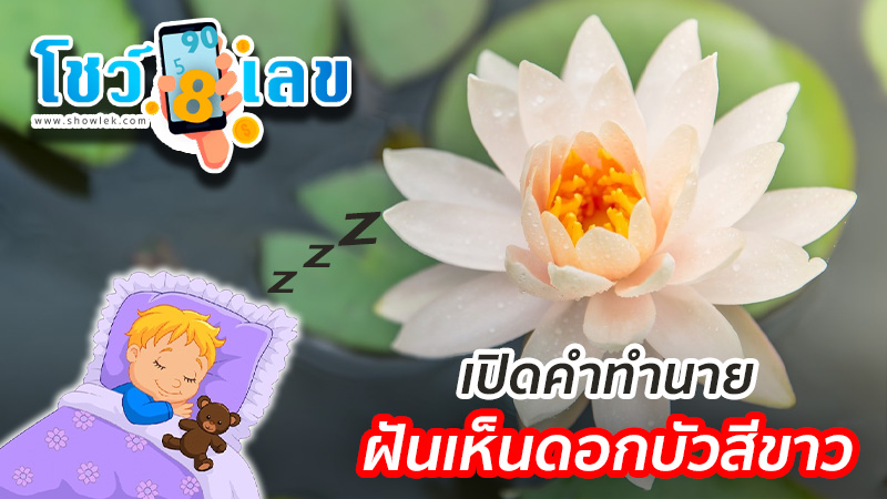 ฝันเห็นดอกบัวสีขาว-"Dream of seeing a white lotus"