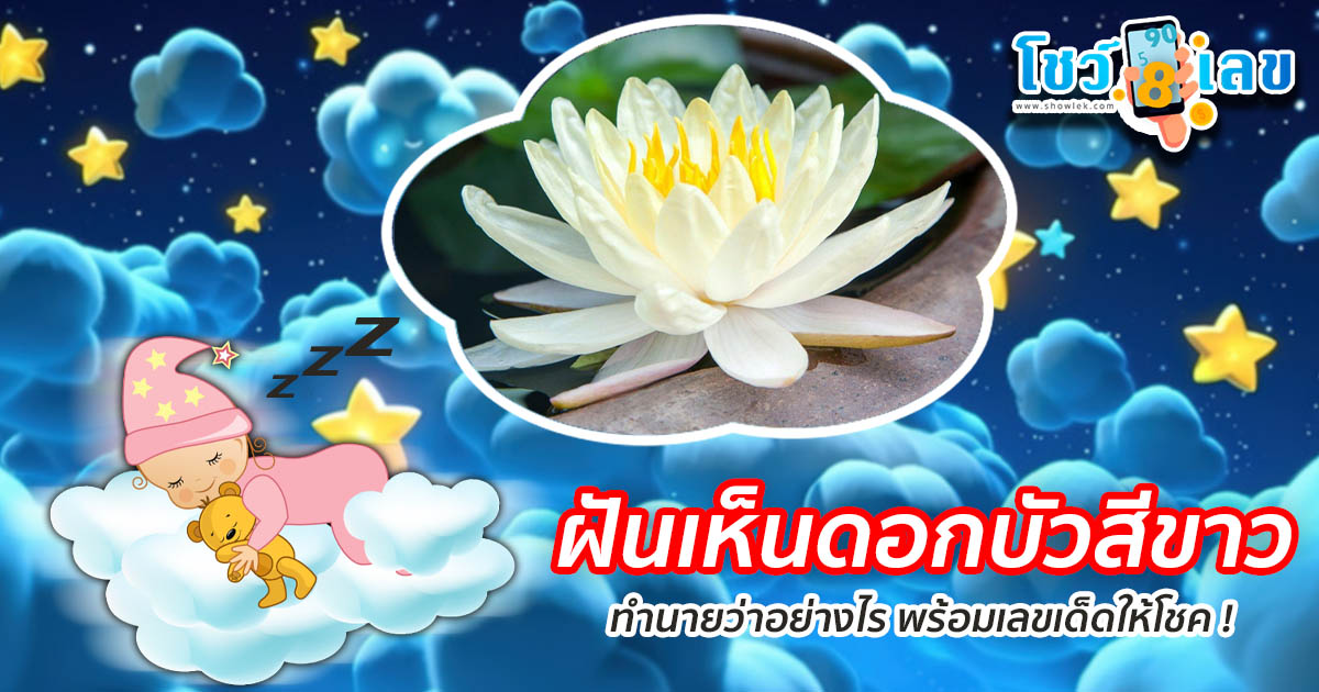 ฝันเห็นดอกบัวสีขาว ทำนายว่าอย่างไร? พร้อมเลขเด็ด แม่นๆ ที่เกี่ยวกับความฝัน เเจกฟรี เช็กเลย !