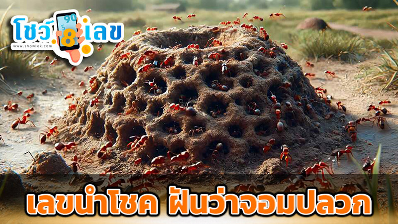 ฝันเห็นปลวกกินไม้-''Dream of termites eating wood''