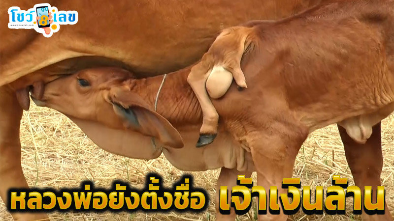 ฮือฮา เจ้าเงินล้าน-"Exciting Millionaire"