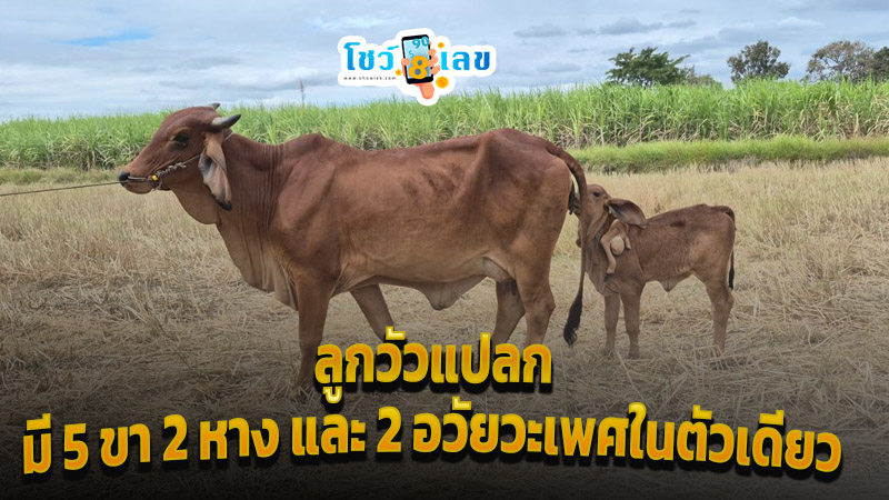 ส่องเลขเด็ด ลูกวัวประหลาด-"Exciting! strange calf"