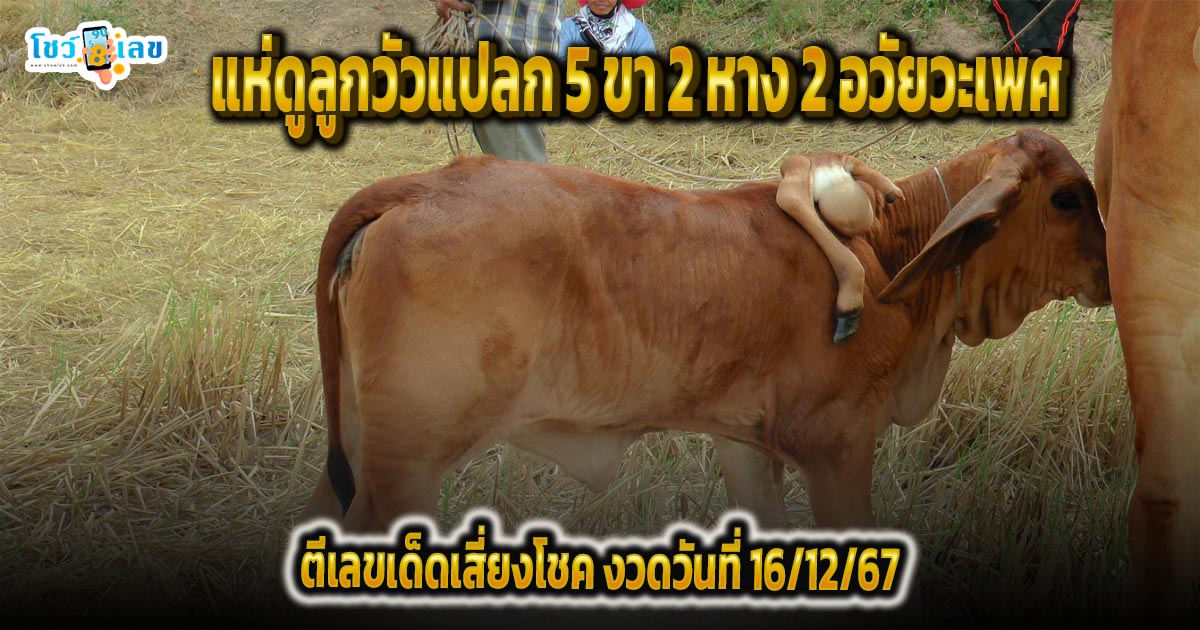 ส่องเลขเด็ด ฟรี ไม่เสียเงิน ชาวบ้านแห่ดู “ลูกวัวประหลาด” มี 5 ขา 2 หาง 2 เพศ   ลุ้นโชคงวดวันที่ 16/12/67 !!