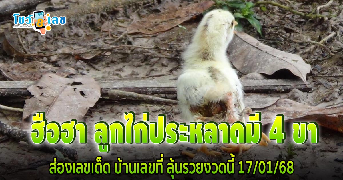 คอหวย ฮือฮา ลูกไก่ประหลาดมี 4 ขา ให้เลขเจ้าของ “ถูกหวย” ลั่นจะเลี้ยงจนแก่ตาย !! ห้ามพลาด เลขเด็ด ลุ้นรวยงวดนี้ 17/01/68