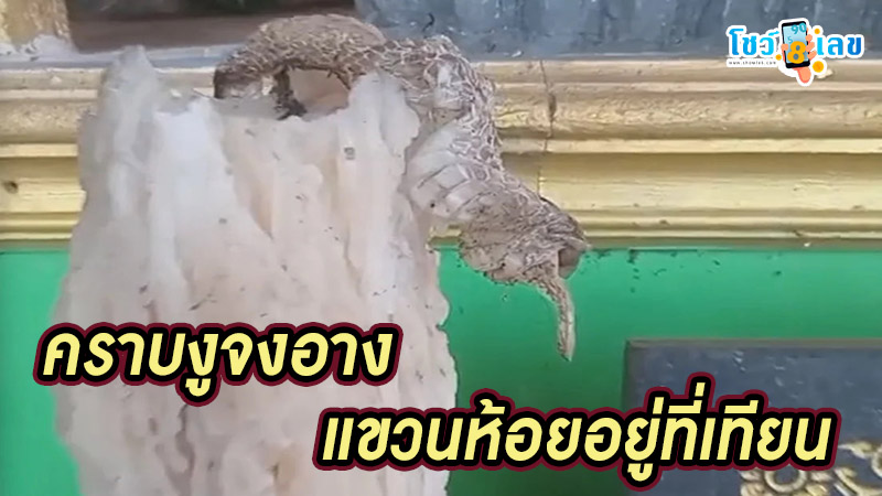 แห่ส่องเลขหางประทัด-"Accurate lucky numbers"