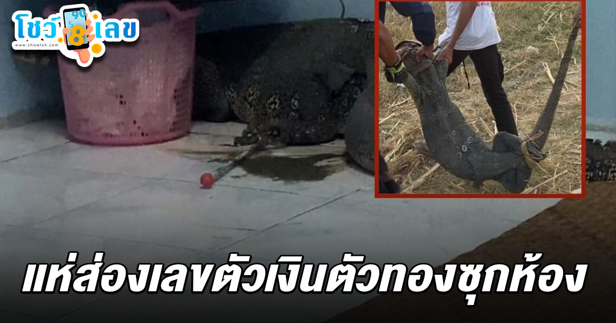 อัพเดทข่าว!! สาวพม่าร้องลั่น ชาวบ้านแตกตื่น รีบแจ้งตร. ที่แท้ตัวเงินตัวทองใหญ่ แอบในห้อง แห่ส่องเลขลุ้นรวยงวด 1/2/68