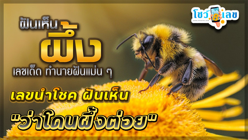 โดนผึ้งต่อย ตีเลข - "Got stung by a bee, hit the number"