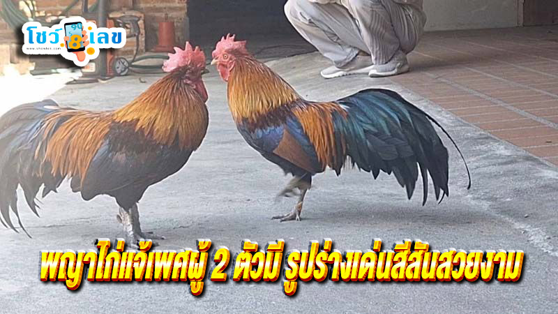 พญาไก่แจ้เพศผู้ - "Male rooster"