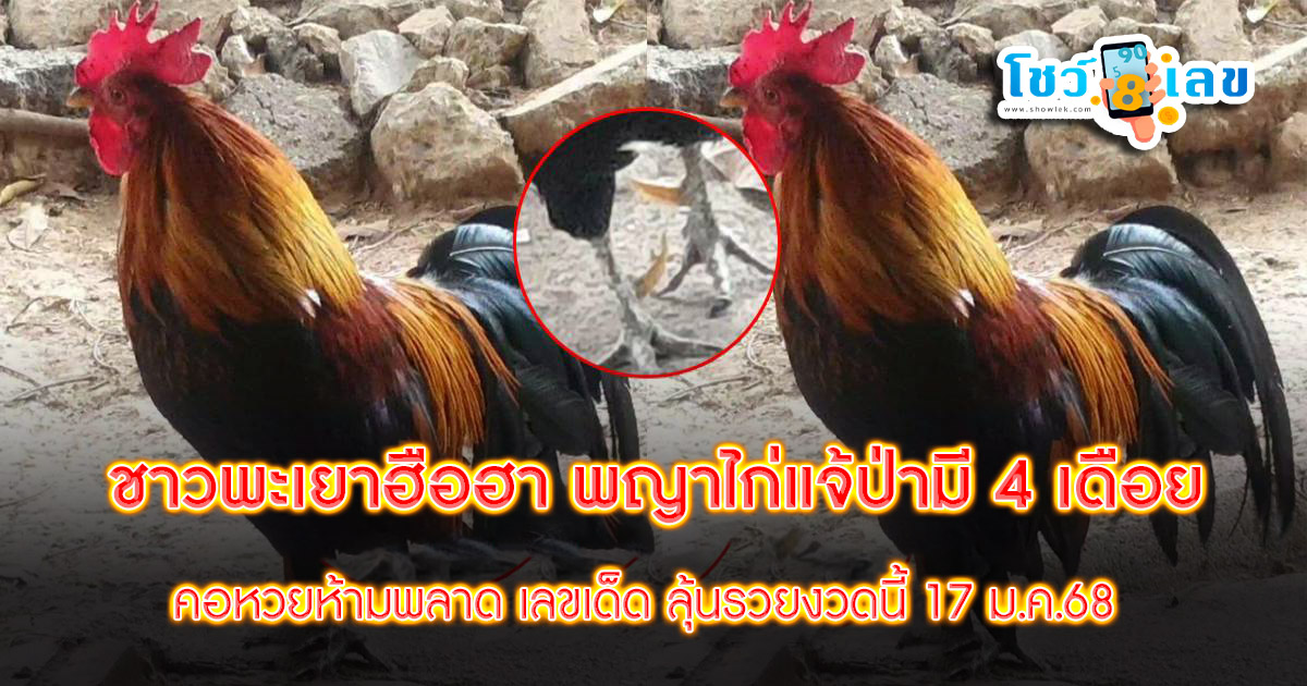 พะเยาฮือฮา แปลก! 2 พญาไก่แจ้ป่ามี 4 เดือย คอหวยห้ามพลาด เลขเด็ด ลุ้นรวยงวดนี้ 17/01/68