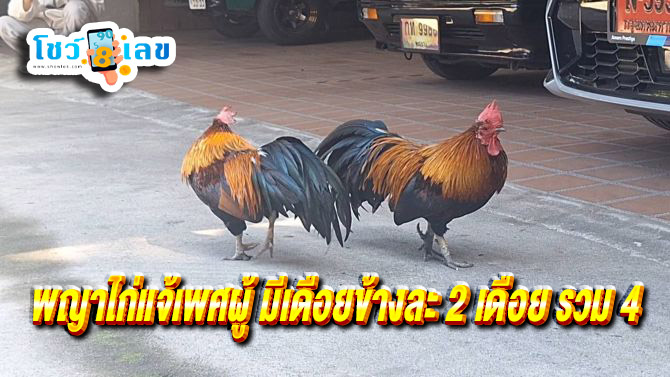 ไก่แจ้ป่ามี 4 เดือย - "The wild. bantam chicken has four spurs."