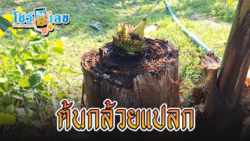 ต้นกล้วยแปลก - "Types of banana trees"