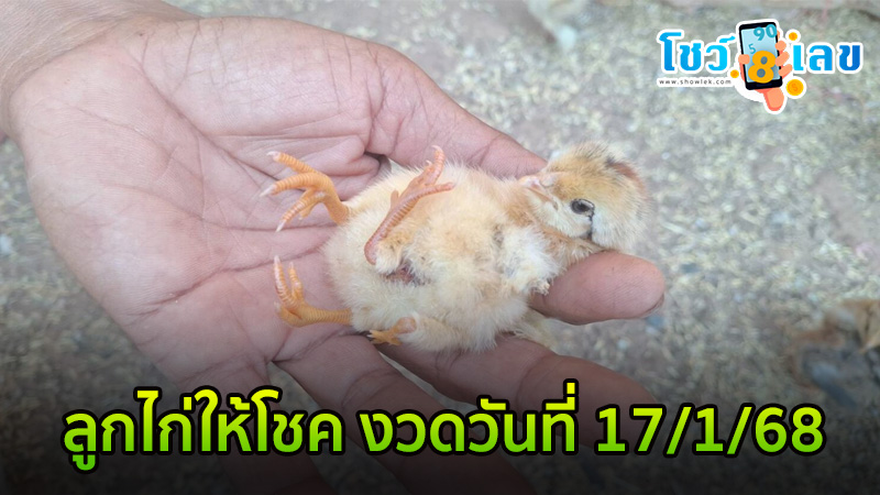 สุดแปลก! ลูกไก่ 4 ขา-"Very strange! A 4-legged chick."