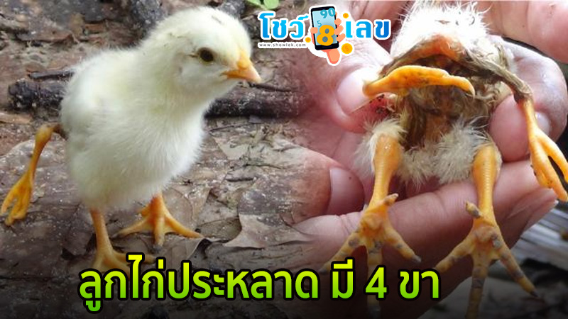 ลูกไก่ประหลาดมี 4 ขา-"Wow! Found a strange egg-laying chick."