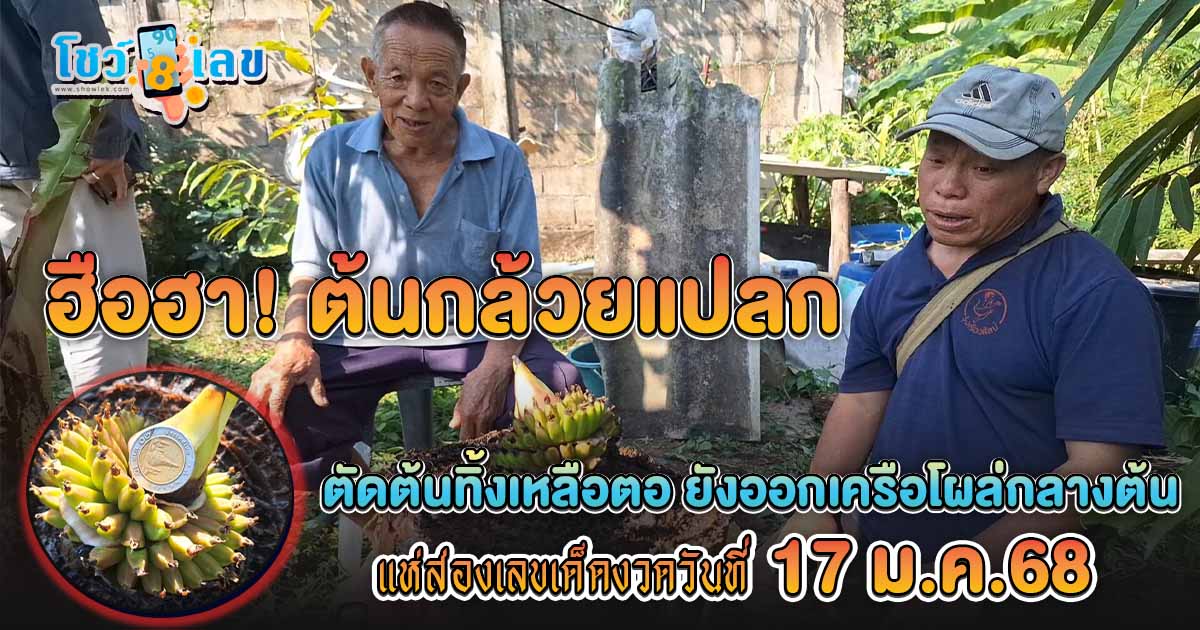 เหลือเชื่อ!! ต้นกล้วยแปลก ตัดทิ้ง เครือ-ผล โผล่กลางต้น คอหวยห้ามพลาด! ส่องเลขเด็ด งวดวันที่ 17 ม.ค.68