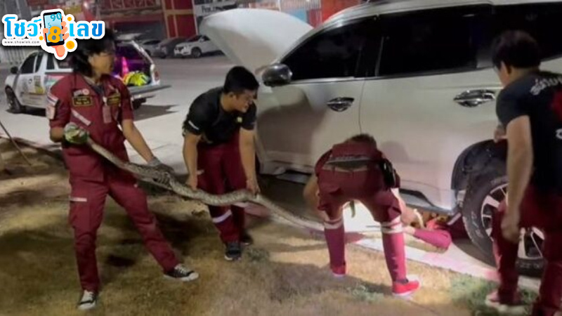 รูปภาพงูเหลือมติดท้องรถของ lekdedonline