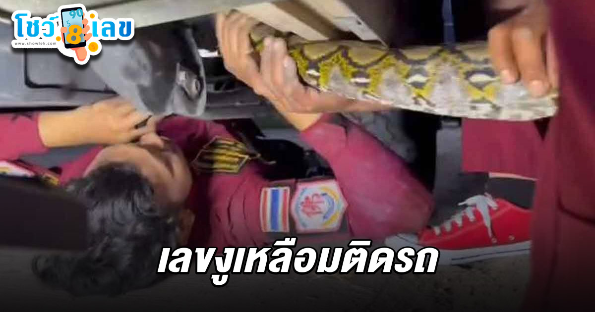 เช็กน้ำมันเครื่องสะดุ้ง! เจองูเหลือมตัวใหญ่ซุกใต้ท้องรถ คอหวยจับตาทะเบียนได้ เลขงูเหลือมติดรถ 16/2/68