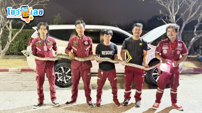 รูปภาพเจ้าหน้าที่กูภัยจับงูเหลือมยาว 3 เมตรของ lekdedonline