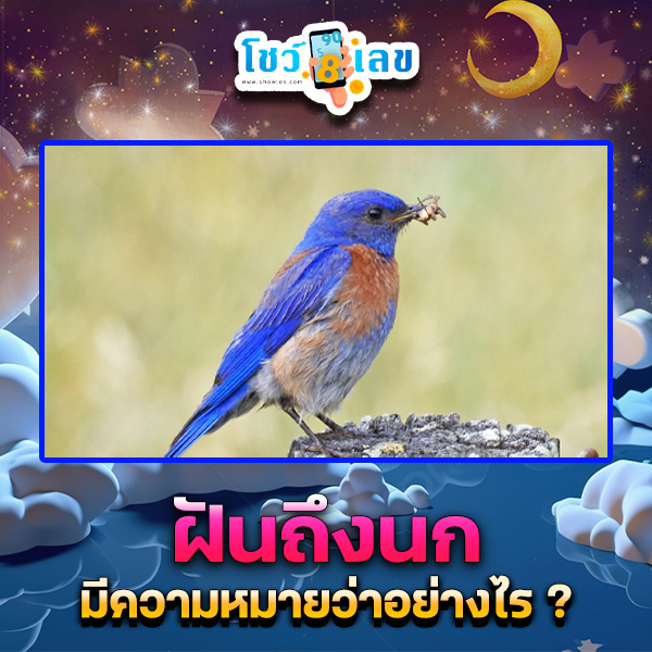 รูปภาพฝันถึงนกของ lekdedonline
