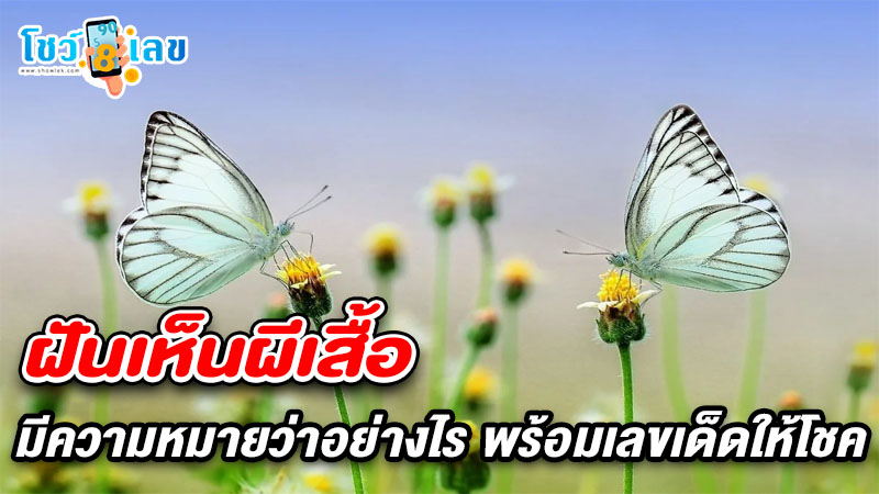 รูปภาพฝันผีเสื้อของ heng99