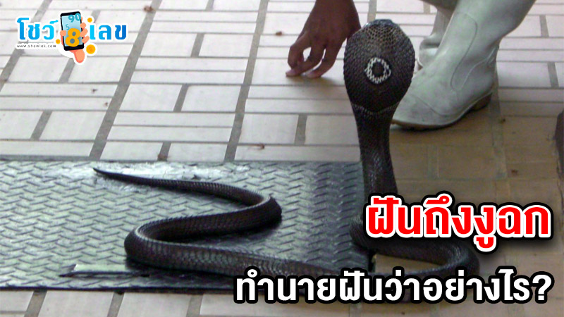 รูปภาพฝันถึงงูฉกของ lekdedonline