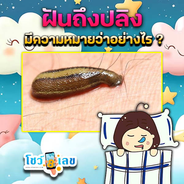 รูปภาพฝันถึงปลิงของ heng99