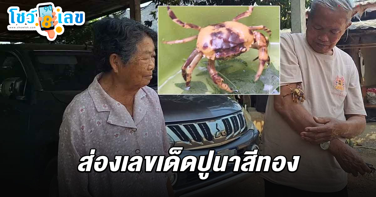 เลขเด็ดปูนาสีทอง 1/3/68  เชื่อมาให้โชค ชาวบ้านแห่ส่องเห็นตัวเลขที่ท้องชัดๆ 3 ตัว