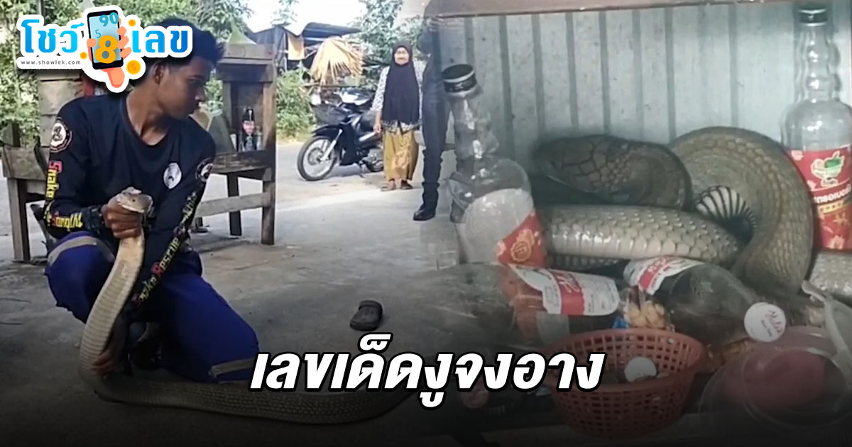 ผงะจงอางยักษ์เลื้อยซุกในร้านน้ำชง คอหวยไม่พลาดนำบ้านเลขที่ซื้อลุ้นรวย เลขเด็ดจงอางยักษ์ 1/3/68