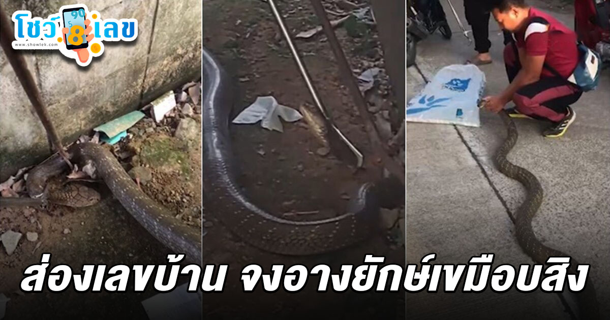 ส่องเลขเลขงูจงอาง 16/2/68 เลื้อยเขมือบลูกงูสิง เสี่ยงโชคงวดนี้