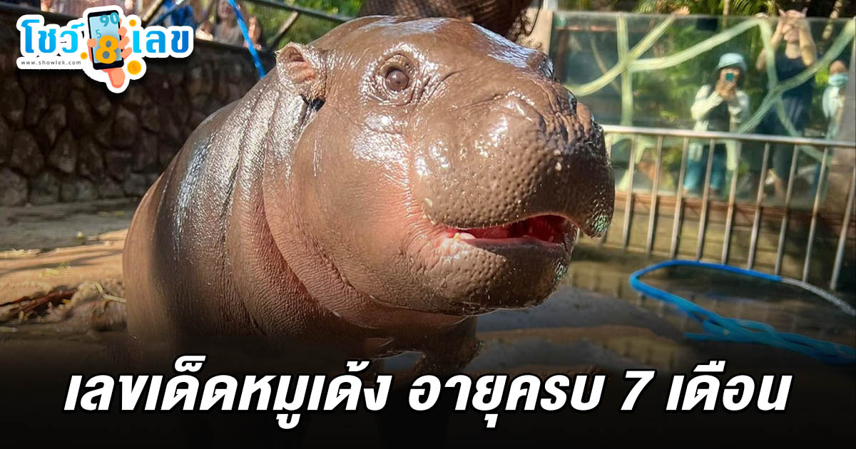 เลขเด็ดหมูเด้ง 16/2/68 อายุครบ 7 เดือน แฟนคลับแห่เสี่ยงโชคหวยเด็ดงวดนี้