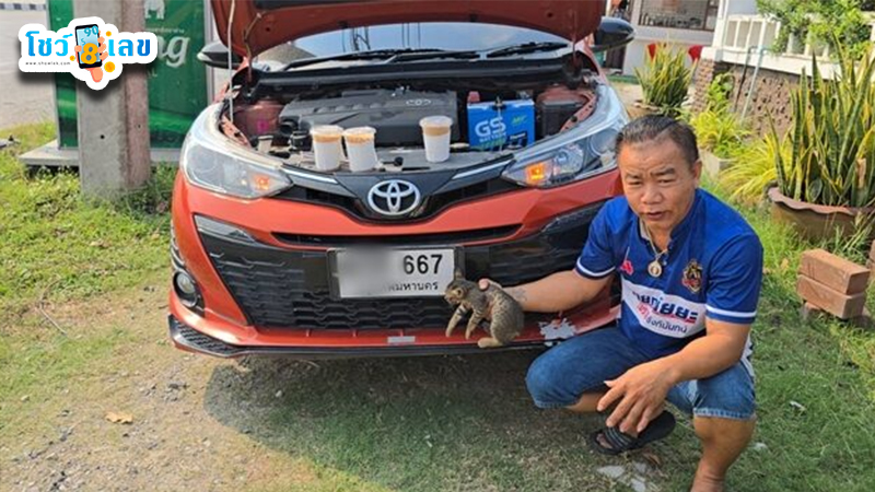 รูปภาพเลขทะเบียนรถแมวตกใส่ของ lekdedonline