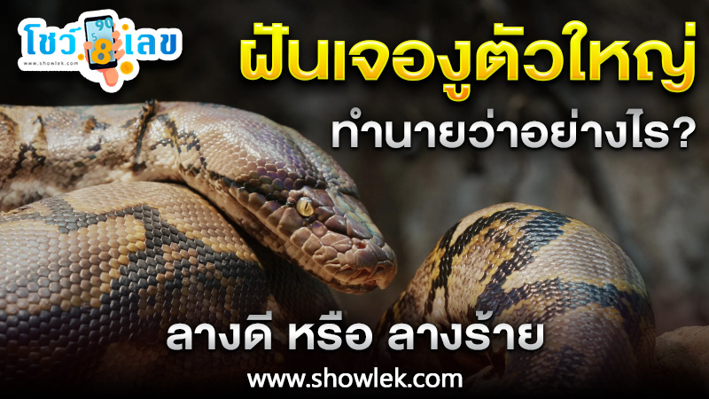 รูปภาพทำนายฝันเจองูตัวใหญ่ของ heng99