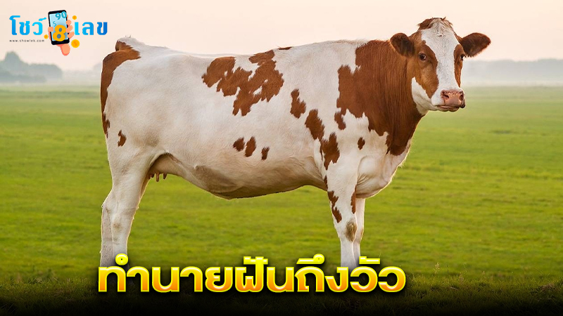 รูปภาพทำนายฝันถึงวัวของ lekdedonline