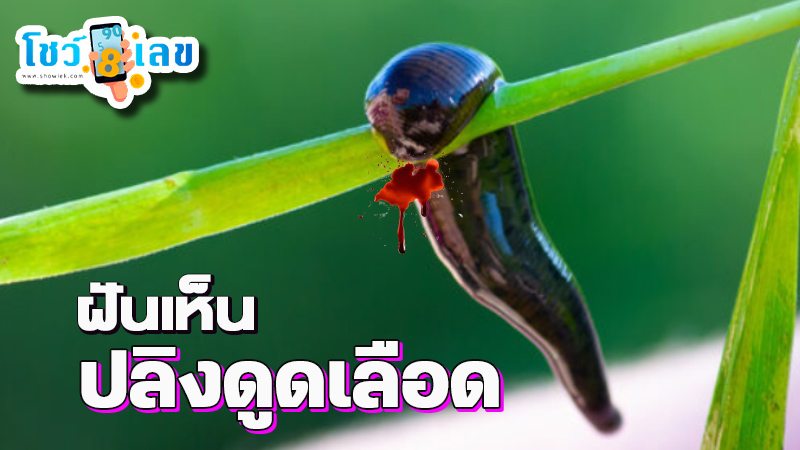 รูปภาพฝันเห็นปลิงดูดเลือดของ lekdedonline