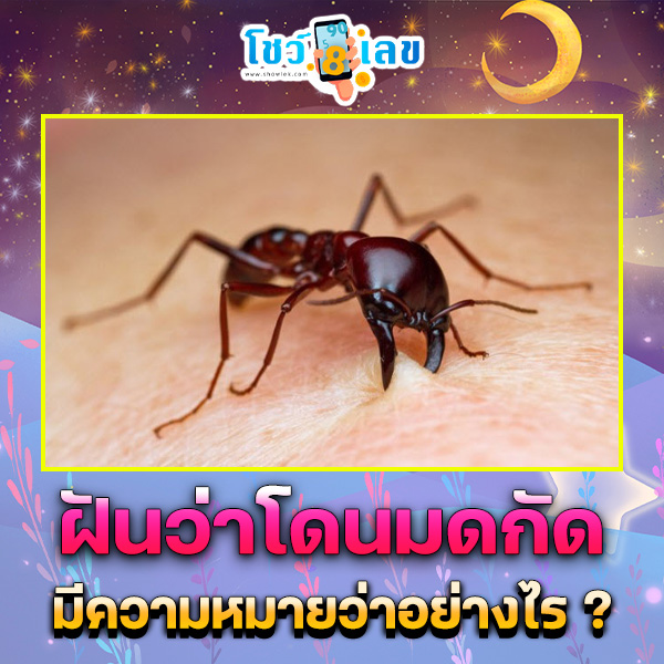 รูปภาพฝันว่าโดนมดกัดของ heng99