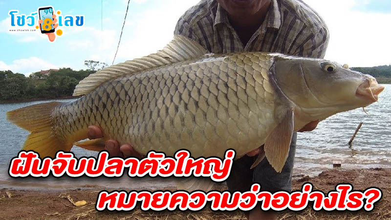 รูปภาพฝันจับปลาตัวใหญ่ของ heng99