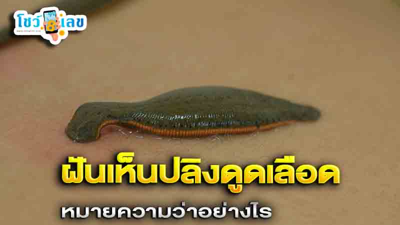 รูปภาพฝันเห็นปลิงดูดเลือดของ lekdedonline 