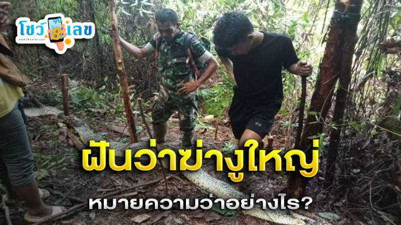 รูปภาพฝันฆ่างูใหญ่ของ heng99