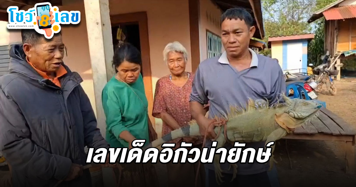 แตกตื่น อิกัวน่ายักษ์โผล่ทุ่งนา ยายบอก เกิดมา 89 ปีเพิ่งเคยเห็น คอหวยไม่พลาดส่อง เลขเด็ดอิกัวน่ายักษ์ 16/3/68
