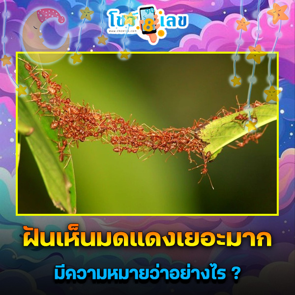 รูปภาพฝันเห็นมดแดงเยอะมากของ heng99
