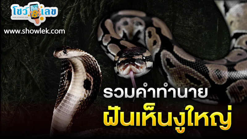 รูปภาพรวมคำทำนายฝันเห็นงูใหญ่ของ heng99