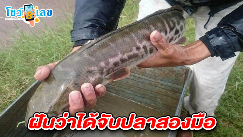 รูปภาพฝันว่าได้จับปลาสองมือของ heng99