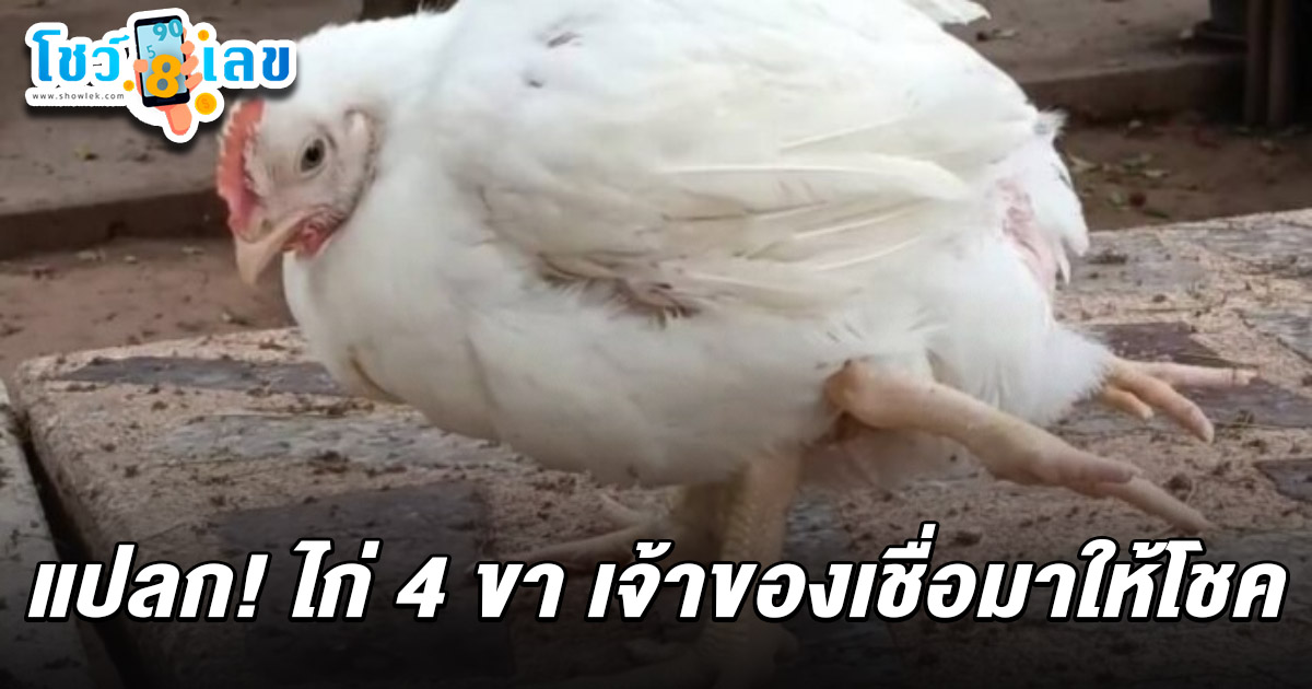 ฮือฮา! ไก่ 4 ขา 2 ข้างชี้ไปด้านหลัง เจ้าของจุดธูปเสี่ยงโชคขอ เลขเด็ดไก่ 4 ขา 16/3/68 เผยได้เลขเด็ด 2 ตัว 3 ตัว เตรียมลุ้นโชคใหญ่!